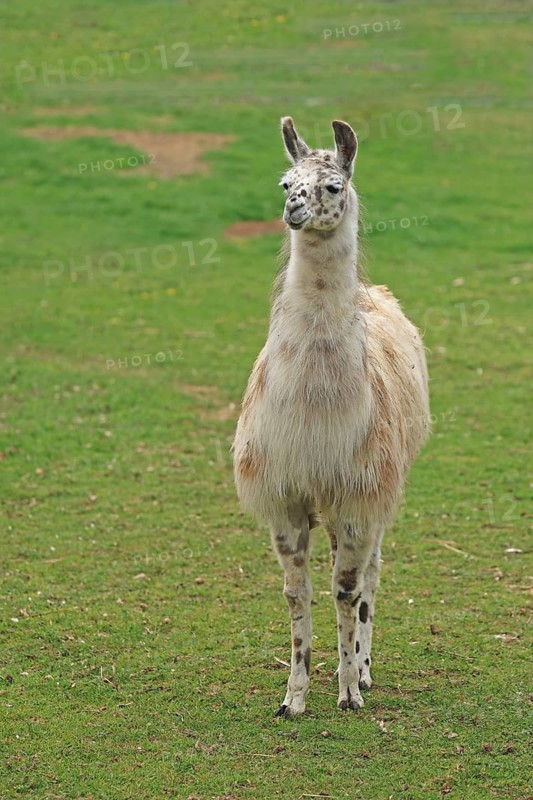 Llama (Lama glama), Lohberg, Bavaria, Germany, Captive
