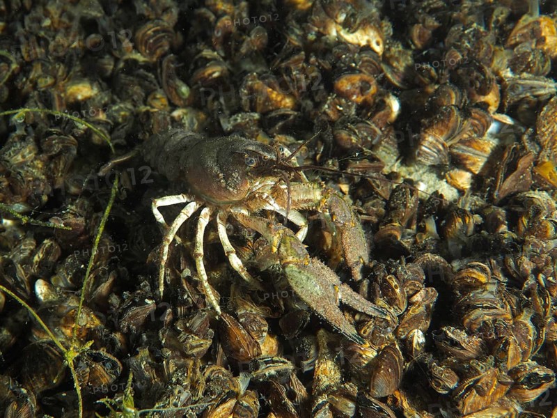 Crayfish (Faxonius limosus) American crayfish, invasive species, moves on quagga mussels (Dreissena rostriformis bugensis), invasive species, Wildsau dive site, Berlingen, Lake Constance, Switzerland, Germany