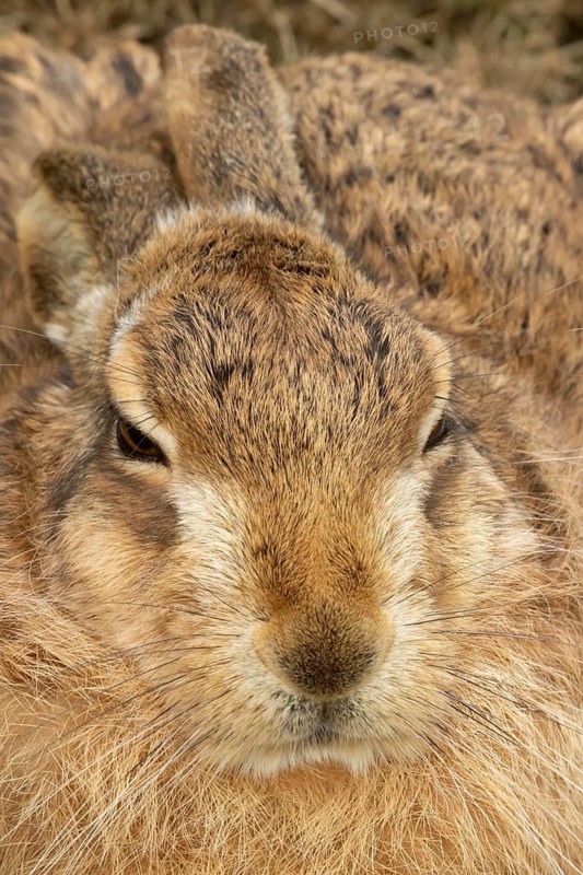 European brown hare (Lepus europaeus) adult animal head portrait, England, United Kingdom