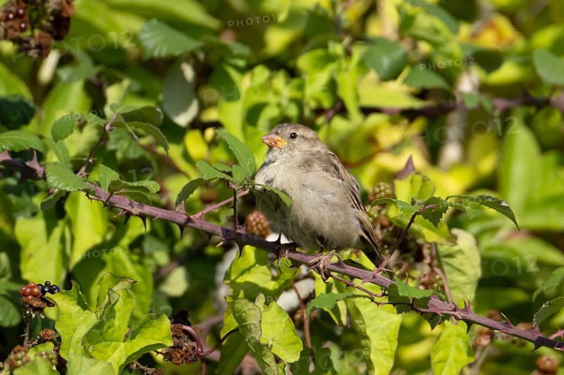 House sparrow (Passer domesticus) adult female bird on a bramble plant, England, United Kingdom