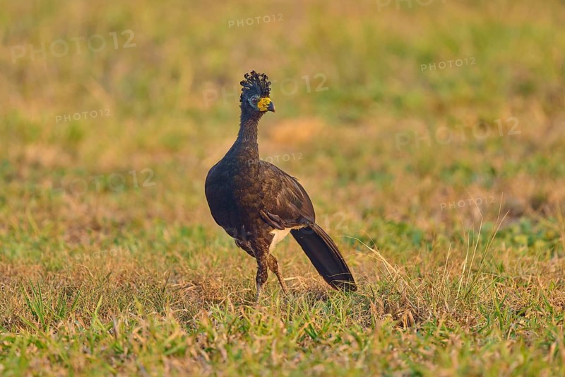 Bird with feathered cap in a standing pose on a sunlit meadow, Bare-faced Hokko (Crax fasciolata), Pantanal, Mato Grosso, Brazil