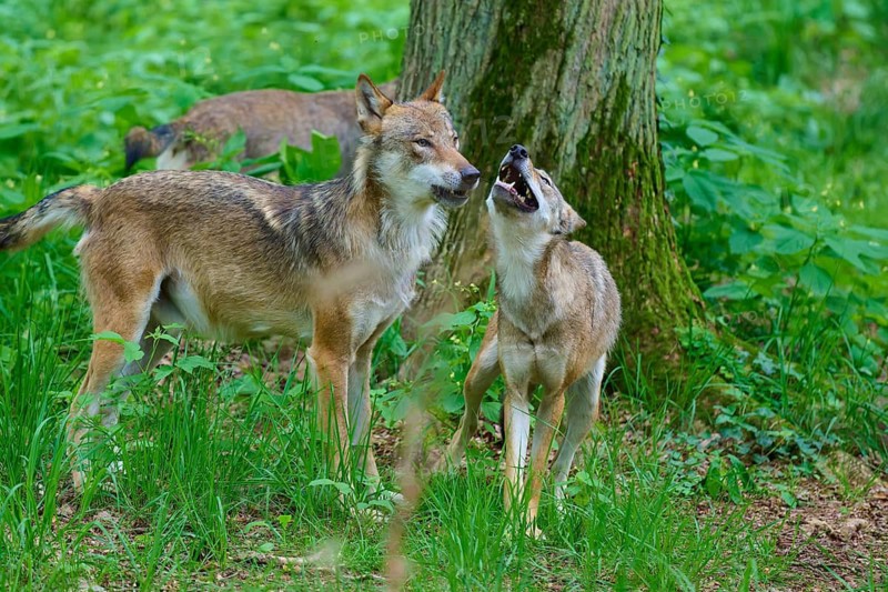 Two wolves interact peacefully in a wooded area, summer, wolf (Canis lupus), Germany
