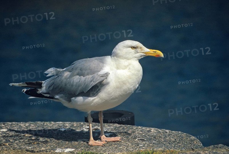 Herring gull, Larus argentatus, herring gull, adult, birds, charadriiformes, adult, mature, gulls, leo, limikolen, seagulls, birds