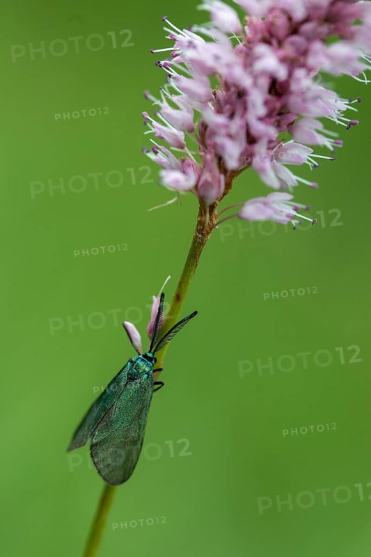 Adscita statices, ampfergreen ram, common green forester, green ram, butterfly, high size, portrait format, insects, moths, moths, moths, moths, butterfly