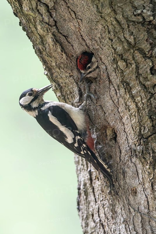 Great spotted woodpecker (Dendrocopos major) at the cave with young, Emsland, Lower Saxony, Germany