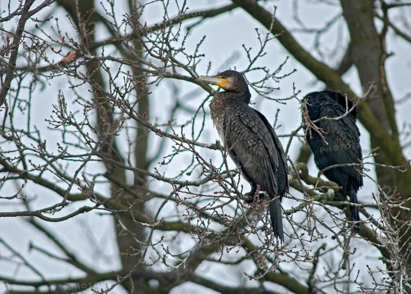 Black shag, cormorant, phalacrocorax carbo, birds, pelecaniforms, ropedes, birds, waterbirds, waterbirds