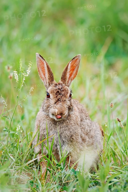 Wild rabbit (Oryctolagus cuniculus) sitting in a meadow, North Rhine-Westphalia, Germany