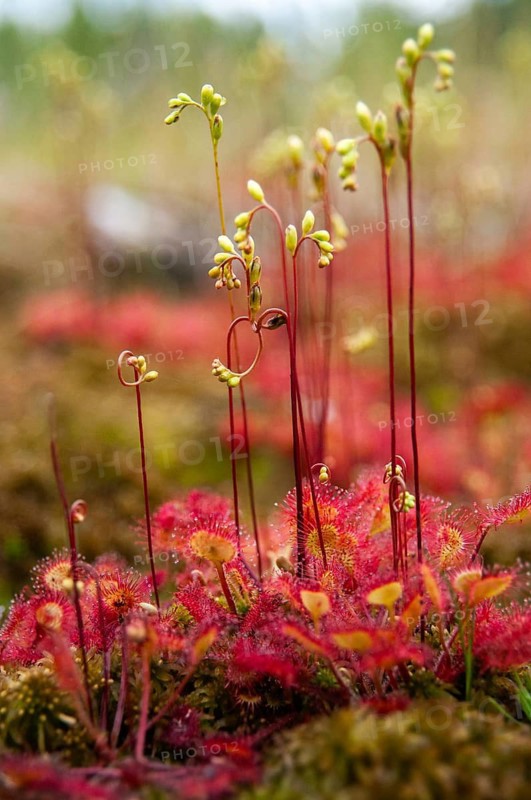 Brosswort, Bullwort, Drosera rotundifolia, Droseraceae, Lord's Spoon, Sky Spoon, Sky Dew, Roundleaf Sundew, Sundew, Common Sundew, Flora, High Size, Portrait, Plants, Round-Leaved Sundew, Roundleaf Sundew, Sundew