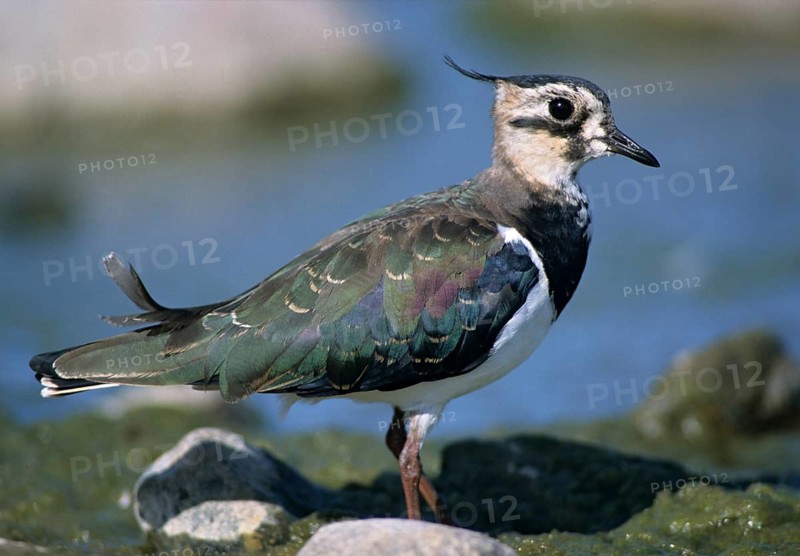 Lapwing, vanellus vanellus, birds, charadriiformes, limikolen, plovers, birds, waders, waders