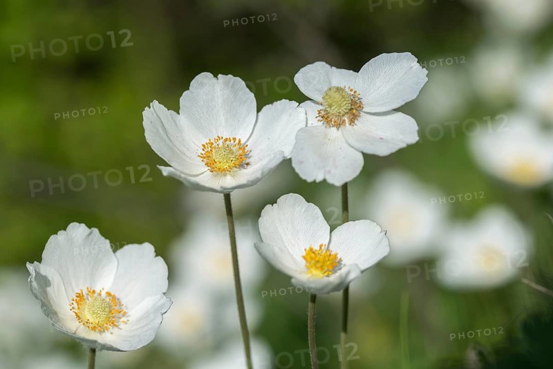 Anemone sylvestris, large anemone, buttercup family, ranunculaceae, forest anemone, anemone, anemone, flora, plants, plants, snowdrop anemone, snowdrop windflower