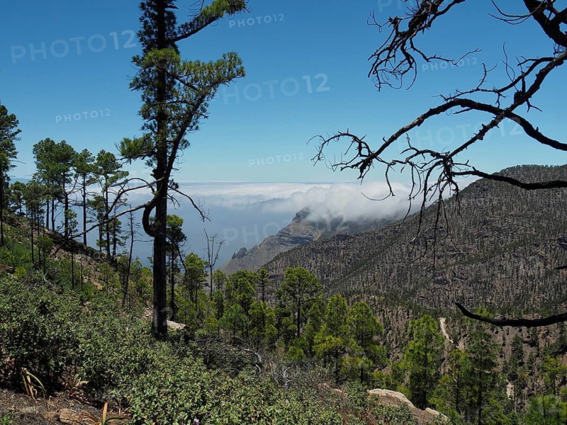 Barren hills with scattered trees, Canary Island pine (Pinus canariensis), Altavista, Tamadaba nature park Park, Gran Canaria, Spain