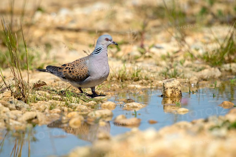 Streptopelia Turtur, Turtle Dove, Bath, Bathe, Bird Bath, Birds, Columbidae, Doves, Doves, Potions, Birdbath, Birds, Watering Place