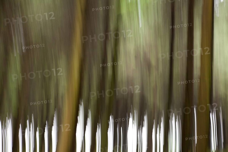 Atmospheric forest, abstract structures, wiping effect, bulb exposure
