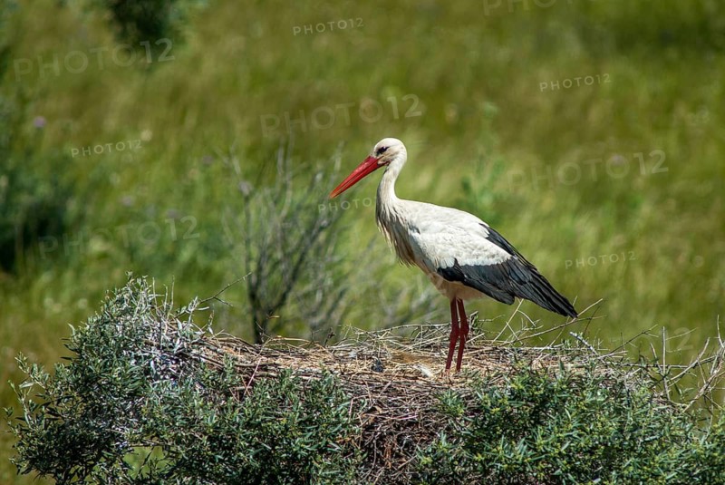 Ciconia ciconia, white stork, birds, ciconiiformes, extremadura, nest, walking birds, Spain, wading birds, stork, stork, stork, storks, birds