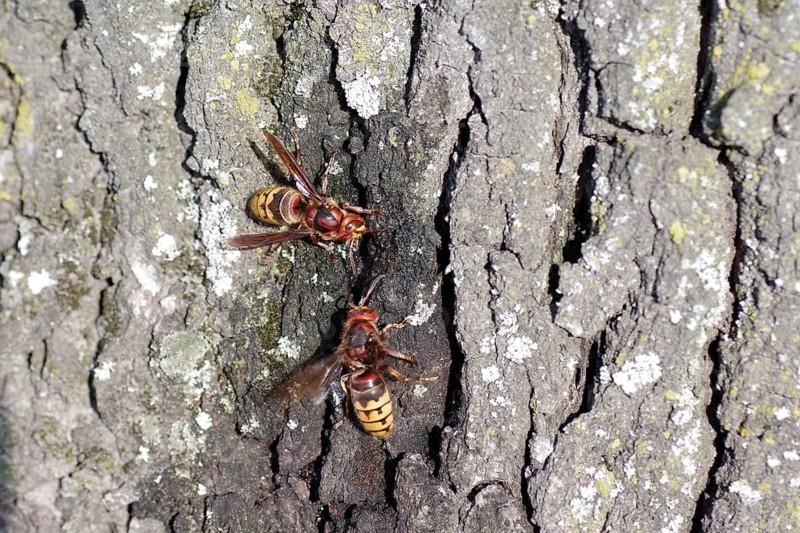 European hornet (Vespa crabro), tree trunk, food source, sap flow, In damaged oaks, water transport is disturbed. The sap that flows out is a nutrient-rich product for the insects