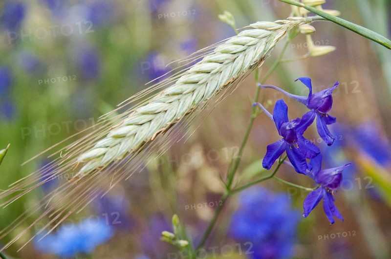 Field larkspur, consolida regalis, field larkspur, forking larkspur, buttercup family, ranunculaceae, delphinium, rocket larkspur, field edge, field edge, field edge, flora, plants, plants, summer, summer