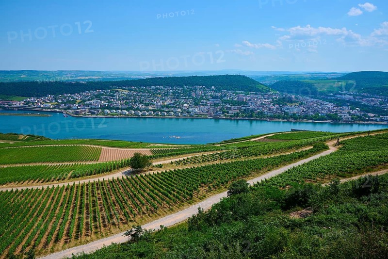 A picturesque landscape with vineyards, a river and a distant town under a clear blue sky, Rhine, Bingen am Rhein, Rheingau, Hesse, Germany