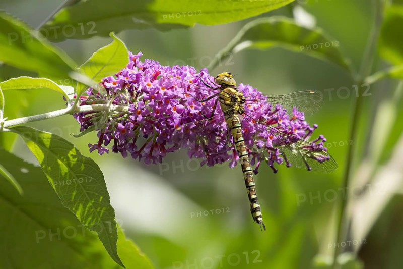 Southern hawker dragonfly (Aeshna cyanea) adult female insect resting on a garden Buddjela or Buddleia flower spike in summer, England, United Kingdom
