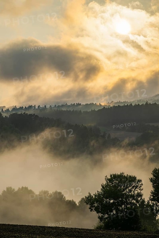 Rising fog in the evening over the forest, near Regensburg, Upper Palatinate, Bavaria, Germany