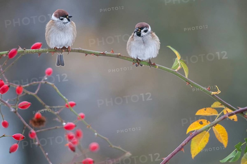 Tree Sparrow, Dog Rose, Passer Montanus, Rosa Canina, Rosaceae, Rose Family, Sparrow, Autumn, Birds, Dog Rose, Flora, Rose Hip, Autumn, Passeri, Plants, Songbirds, Sparrow, Sparrow, Sparrow, Sparrow, Sparrow, Sparrow, Sparrow