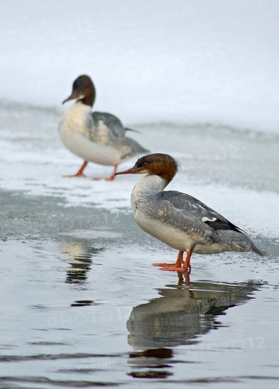 Goosander, goose säger, mergus merganser, anatidae, birds, duckbirds, female, high size, portrait format, sawflies, waterbirds, waterbirds, female, winter