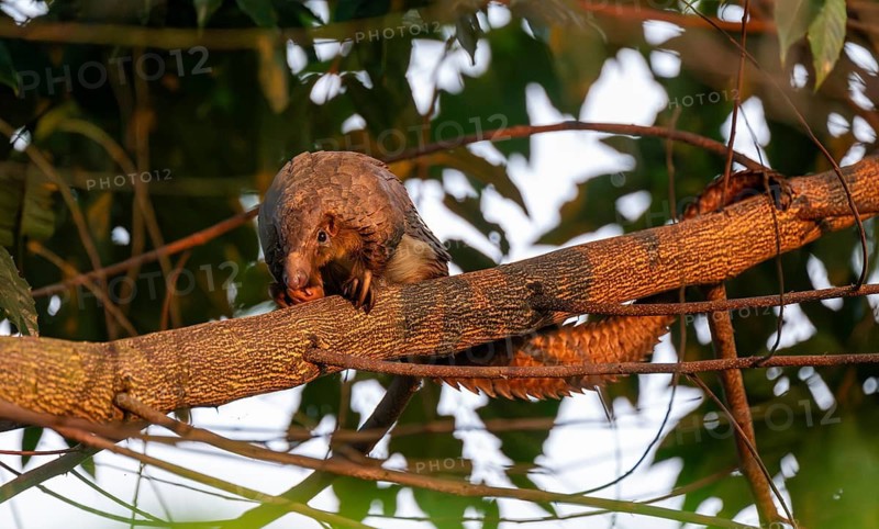 Pangolin climbing a tree, White-bellied pangolin (Phataginus tricuspis, Manis tricuspis), Western Region, Pangolin Rescue Centre, Uganda
