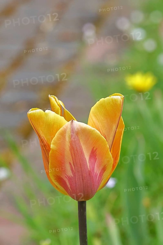 Tulip blossom (Tulipa), yellow-red blossom, in a garden, close-up, inflorescence, early bloomer, spring, Wilnsdorf, North Rhine-Westphalia, Germany