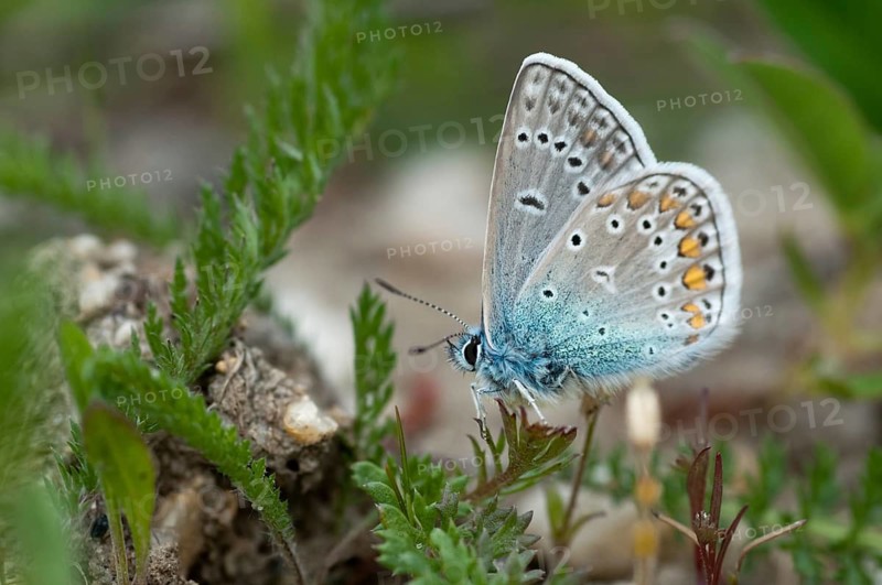 Brandenburg, common blue, common blue, Germany, hauhechelbläuling, nabu, national natural heritage, natural paradise Grünhaus, polyommatus icarus, post-mining landscape, blue, butterfly, green house, insects, butterfly, butterflies