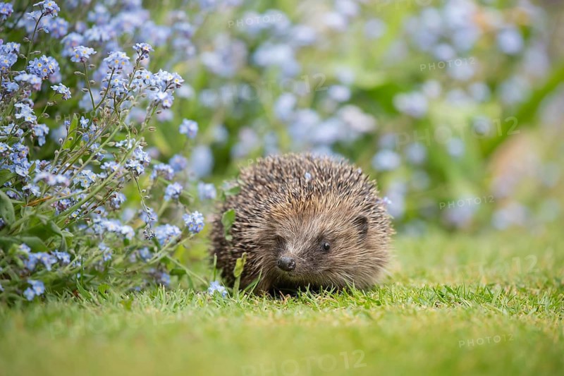 European hedgehog (Erinaceus europaeus) adult animal on a garden grass lawn next to a flower border with Forget-me-not flowers in spring, England, United Kingdom