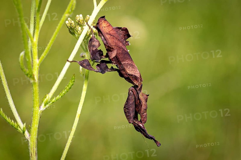 An inconspicuous insect on a plant: a ghost mantis in a meadow near Windhoek in Namibia (Phyllocrania paradoxa)