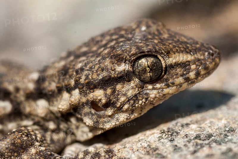 Mauergecko, Moorish Gecko, Tarentola Mauretanica, Wall Gecko, Critters, Extremadura, Reptilia, Reptiles, Spain