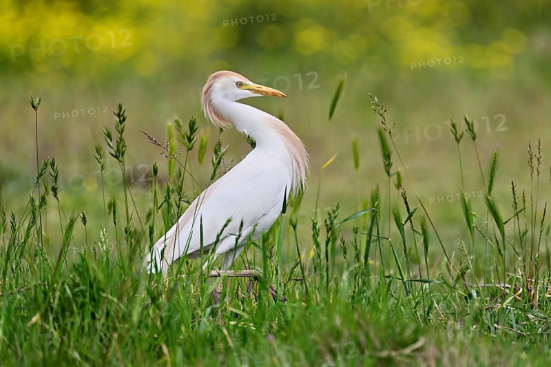 Cattle egret (Bubulcus ibis), foraging in a meadow, Camargue, southern France, France