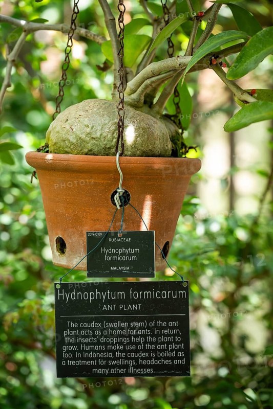 Hanging pot containing an ant plant (Hydnophytum formicarum) in the Tropical Corridor, a hot and humid greenhouse that simulates a tropical habitat, at Chelsea Physic Garden, a historic botanical garden and the oldest botanical garden in London, founded in 1673 by the Worshipful Society of Apothecaries, Chelsea, England, United Kingdom