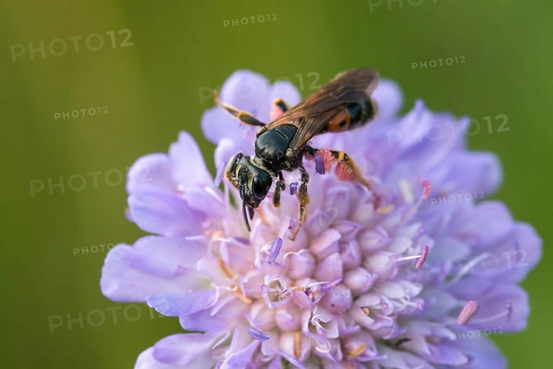 Andrena hattorfiana, apidae, bees, hymenoptera, crumpet sand bee, large scabious mining bee, sand bee, female, insects, insects, female