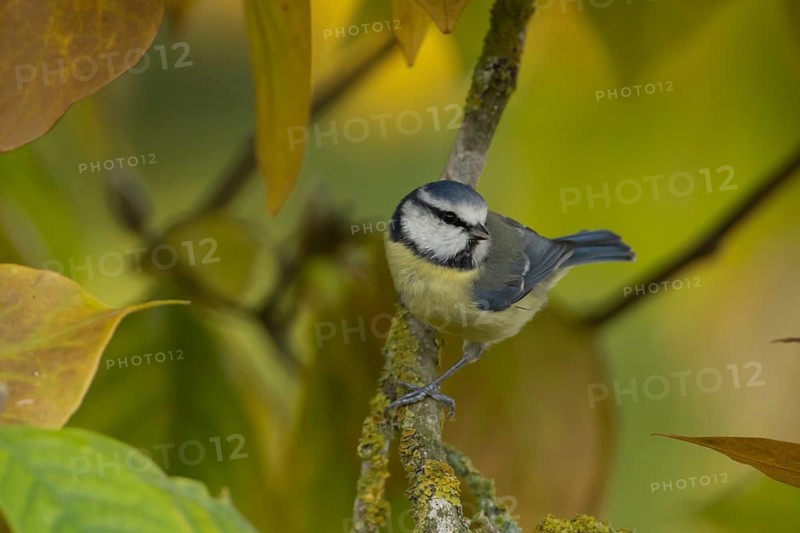 Blue tit (Cyanistes Caeruleus) adult bird in a garden magnolia tree with autumn colour leaves, Suffolk, England, United Kingdom