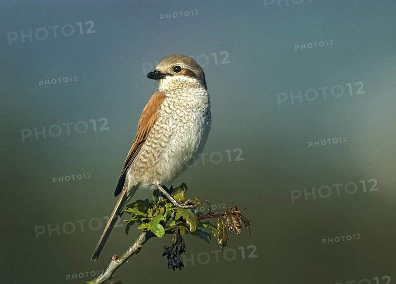 Lanius Collurio, red-backed shrike, redback shrike, birds, female, leo, passeri, songbirds, songbirds, birds, female, shrike