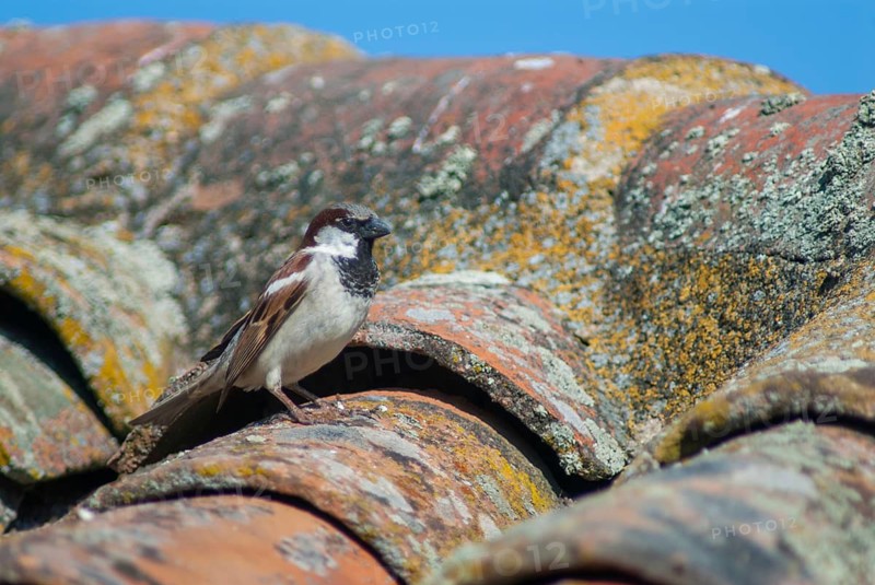 House sparrow, house sparrow, passer domesticus, sparrow, birds, extremadura, male, passeri, songbirds, Spain, sparrow, sparrow, sparrow, sparrow, sparrow, sparrow, sparrow, birds