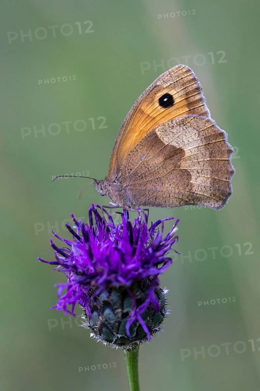 Large ox eye, maniola jurtina, meadow brown, butterfly, high size, portrait, insects, butterfly, butterflies