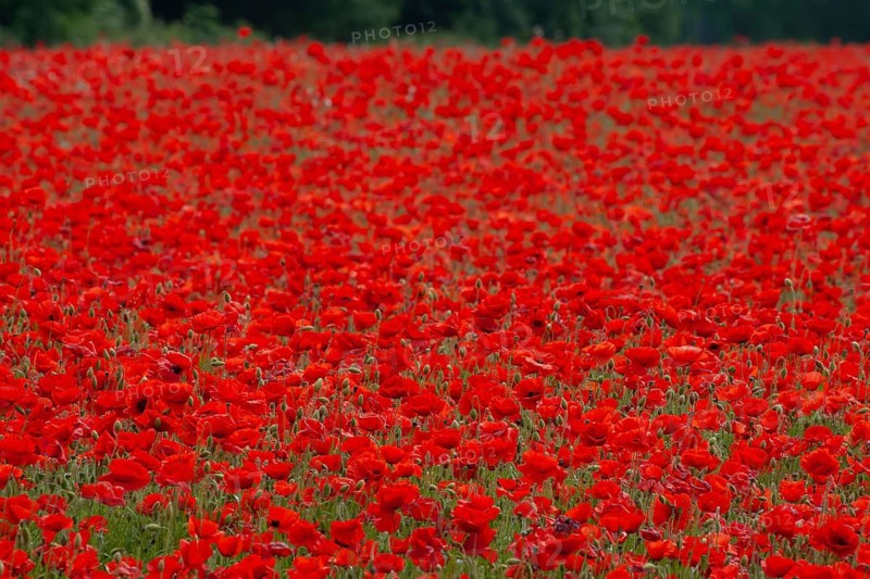 Common field poppy (Papaver rhoeas) red flowers in a field of poppies in summer, Suffolk, England, United Kingdom