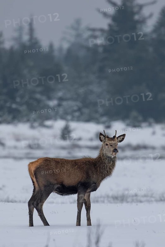 Red deer (Cervus elaphus) in a meadow in a snow-covered winter landscape, winter, cold, snow, January, Denmark