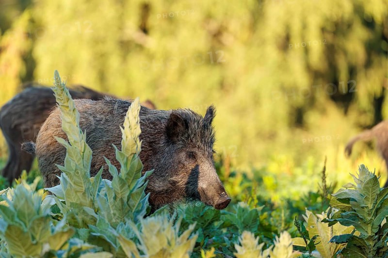 A female wild boar (Sus scrofa) is out foraging in a green clearing on a sunny morning. Bavaria, Germany