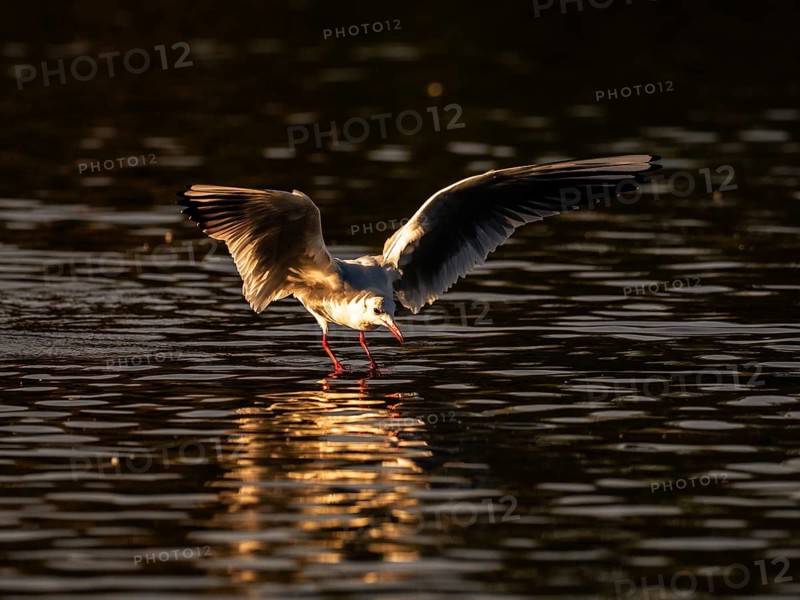 A black-headed gull just in front of diving into the water, blue hour, North Rhine-Westphalia, Germany
