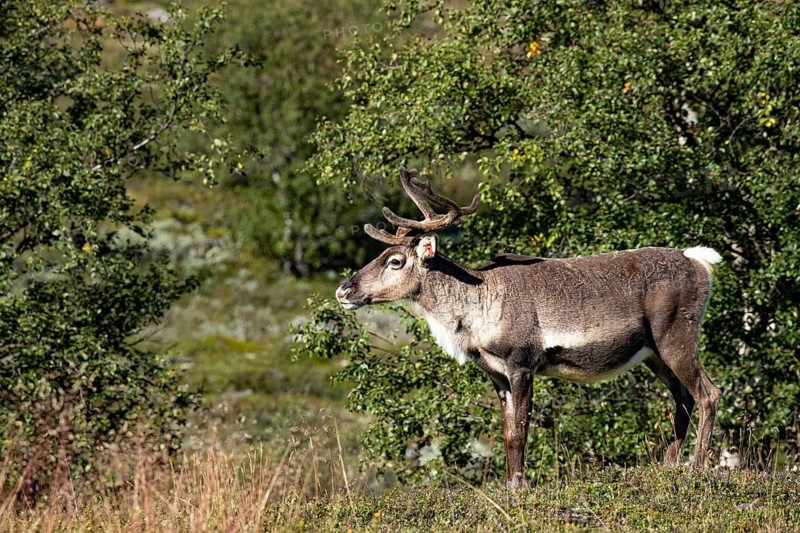 A reindeer stands in a green woodland area, surrounded by trees, wild mountain reindeer (Rangifer tarandus tarandus), reindeer, in summer tundra, Forollhogna National Park, Norway