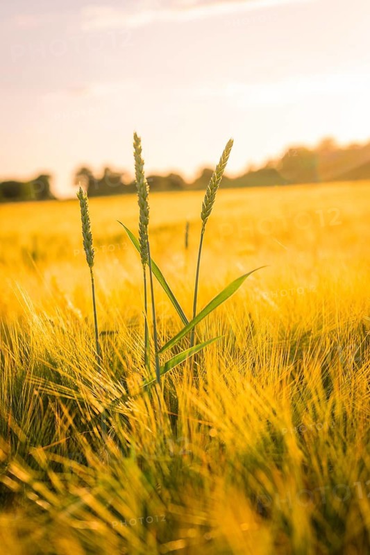 Three stalks in a golden corn field at sunset, Gechingen, Hecken and Gäu region, Landreis Calw, Germany