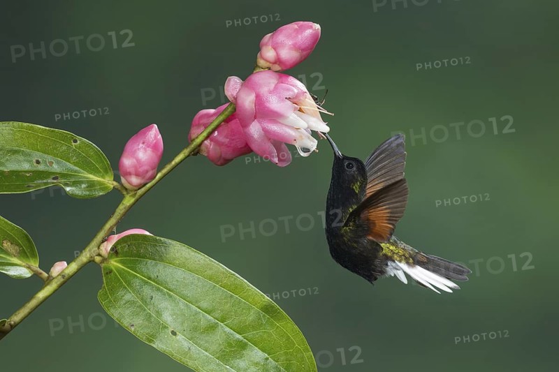 Black-bellied Hummingbird (Eupherusa nigriventris), Costa Rica