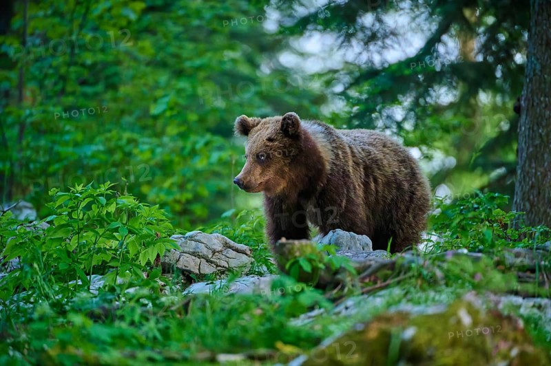 A bear cautiously surveys its surroundings in the forest: European brown bear (Ursus arctos), Slovenia