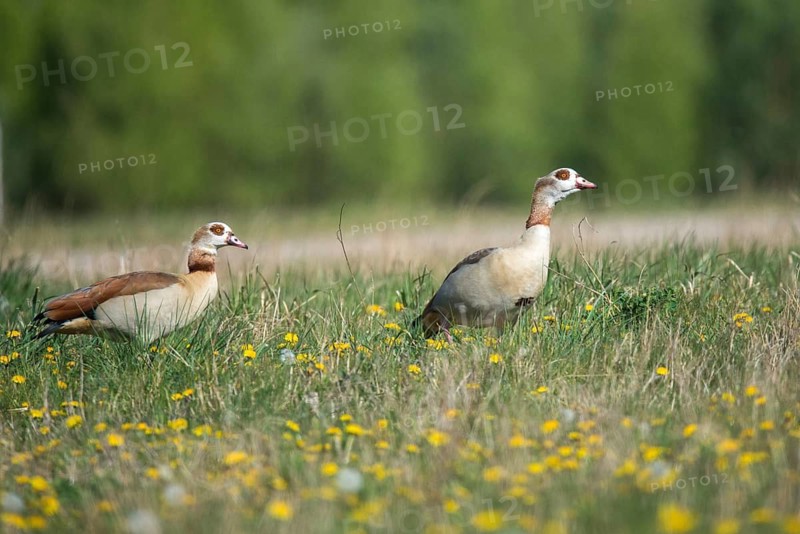 Alopoch aegyptiacus, Egyptian goose, Nile goose, Anatidae, birds, duckbirds, goose, geese, birds, waterbirds, waterbirds