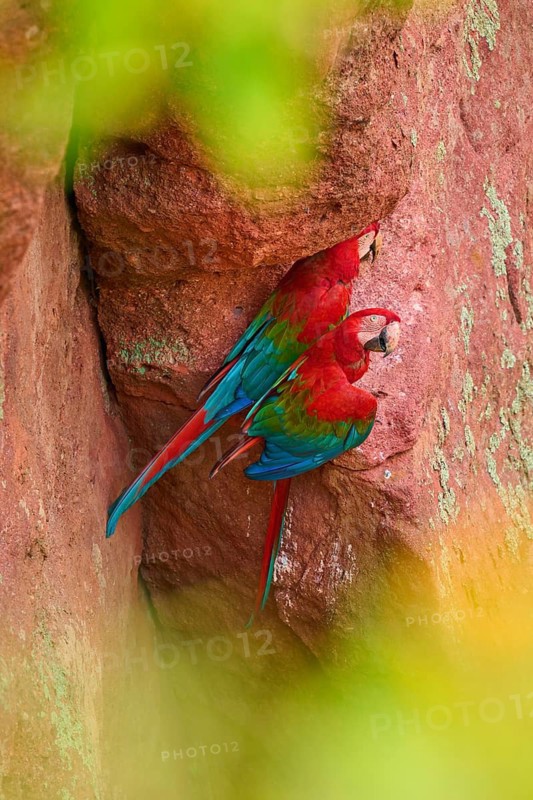 Two Scarlet macaws sitting close together on a rock in a tropical environment, Green-winged Macaw, or Dark Scarlet macaw (Ara chloroptera), Buraco Das Araras, Bonito, Pantanal, Brazil