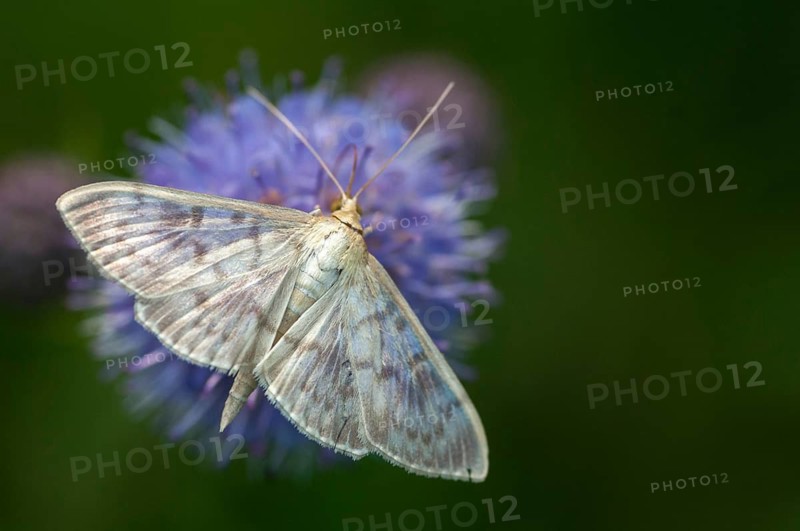 Mother of pearl, stingworm, patania ruralis, pleuroptya ruralis, butterfly, insects, moths, moths, moths, butterfly