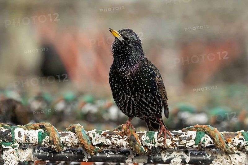 Common starling (Sturnus vulgaris) adult bird singing on a lobster fishing pot in a harbour, England, United Kingdom